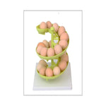 Dispensador De Huevos Espiral Cocina Soporte Plástico Verde